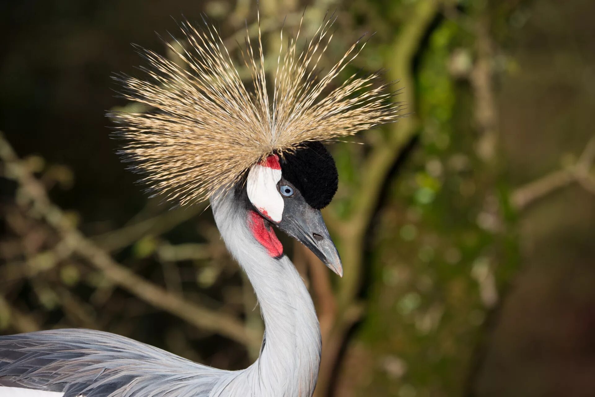 Птица с короной на голове фото Edit free photo of Crane,africa,closeup,park,bird - needpix.com