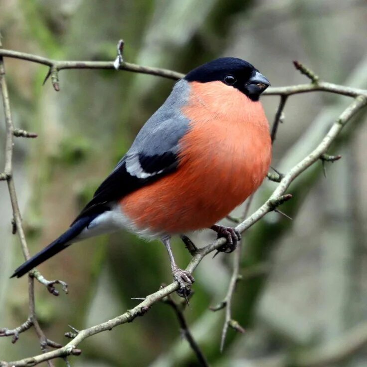 Птица с красной грудкой фото A Bull Finch. Bullfinch, Pet birds, British wildlife