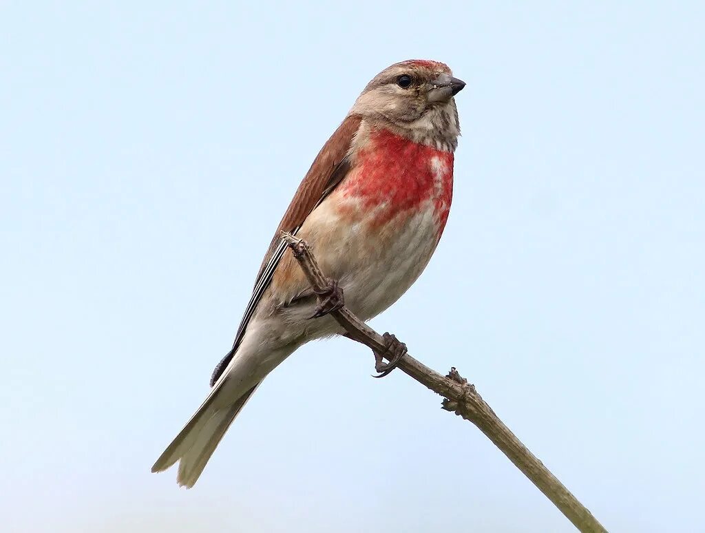 Птица с красной грудкой фото Male Linnet (Carduelis cannabina) Really thrilled with thi. Flickr