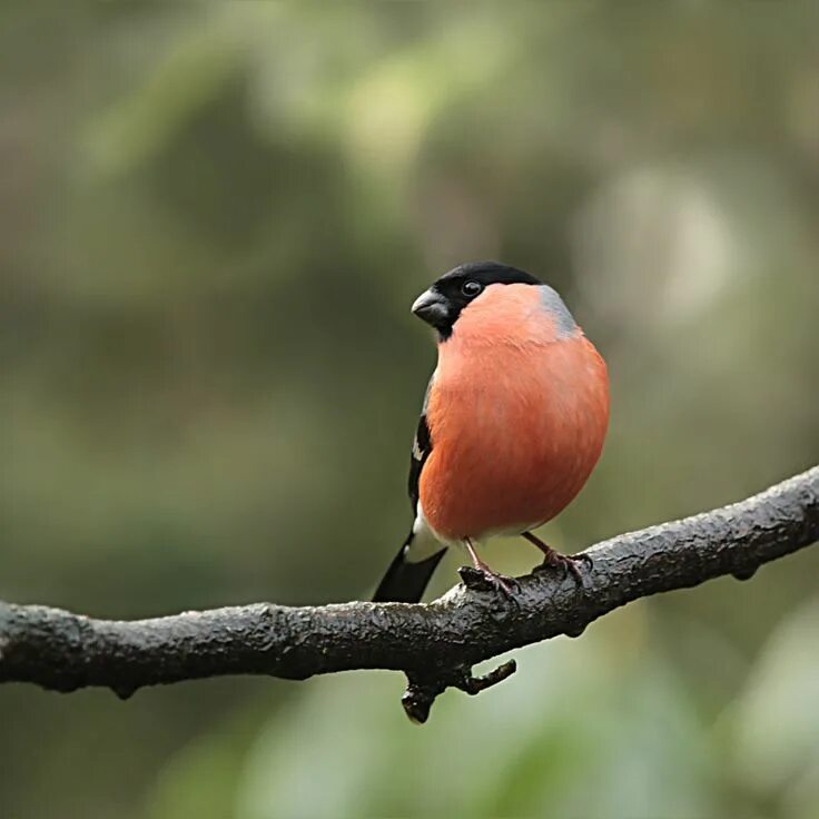 Птица с красной грудкой фото Domherre hane Bullfinch, Animals, Stock images free