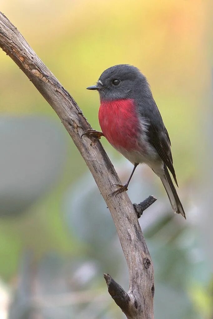 Птица с красной грудкой фото Refúgio - thalassarche: Rose Robin (Petroica rosea) -... Pet birds, Colorful bir