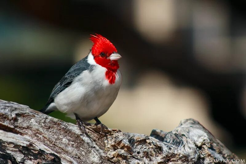 Птица с красным хохолком фото Краснохохлый кардинал (Paroaria coronata) - Новые Странники