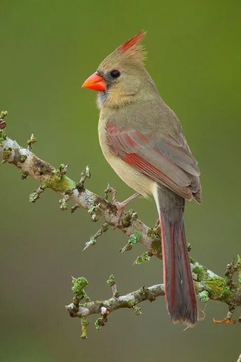 Птица с красным хохолком фото 10 популярных идей на тему "female cardinal drawing" для вдохновения