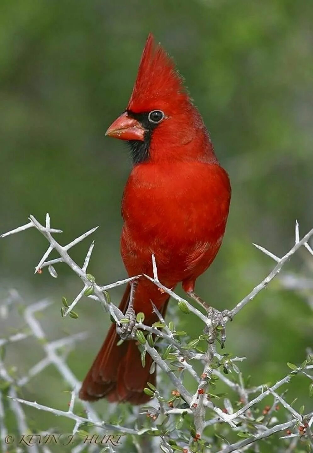 Птица с красным хохолком фото Pin on Cardinals