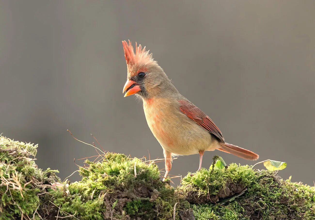 Птица с красным хохолком фото Красный кардинал самка -Female Northern Cardinal. Фотограф Etkind Elizabeth