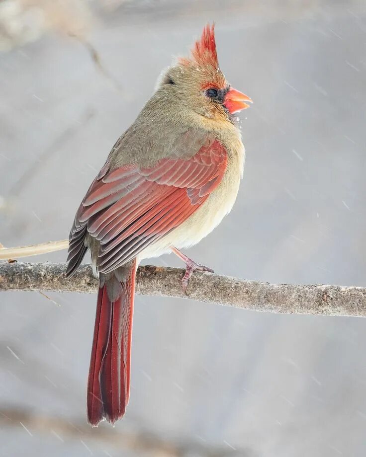 Птица с красным хохолком фото Bird Photography: Female Northern Cardinal in Snow, Limited Edition Fine Art Pri