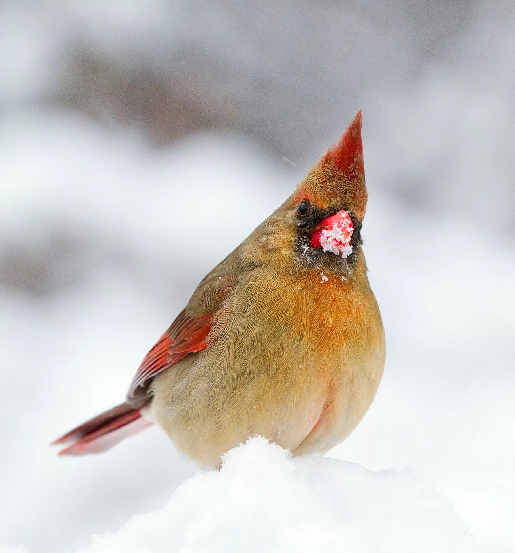 Птица с красным хохолком фото Female Cardinal In The Snow Free Stock Photo - Public Domain Pictures Great back