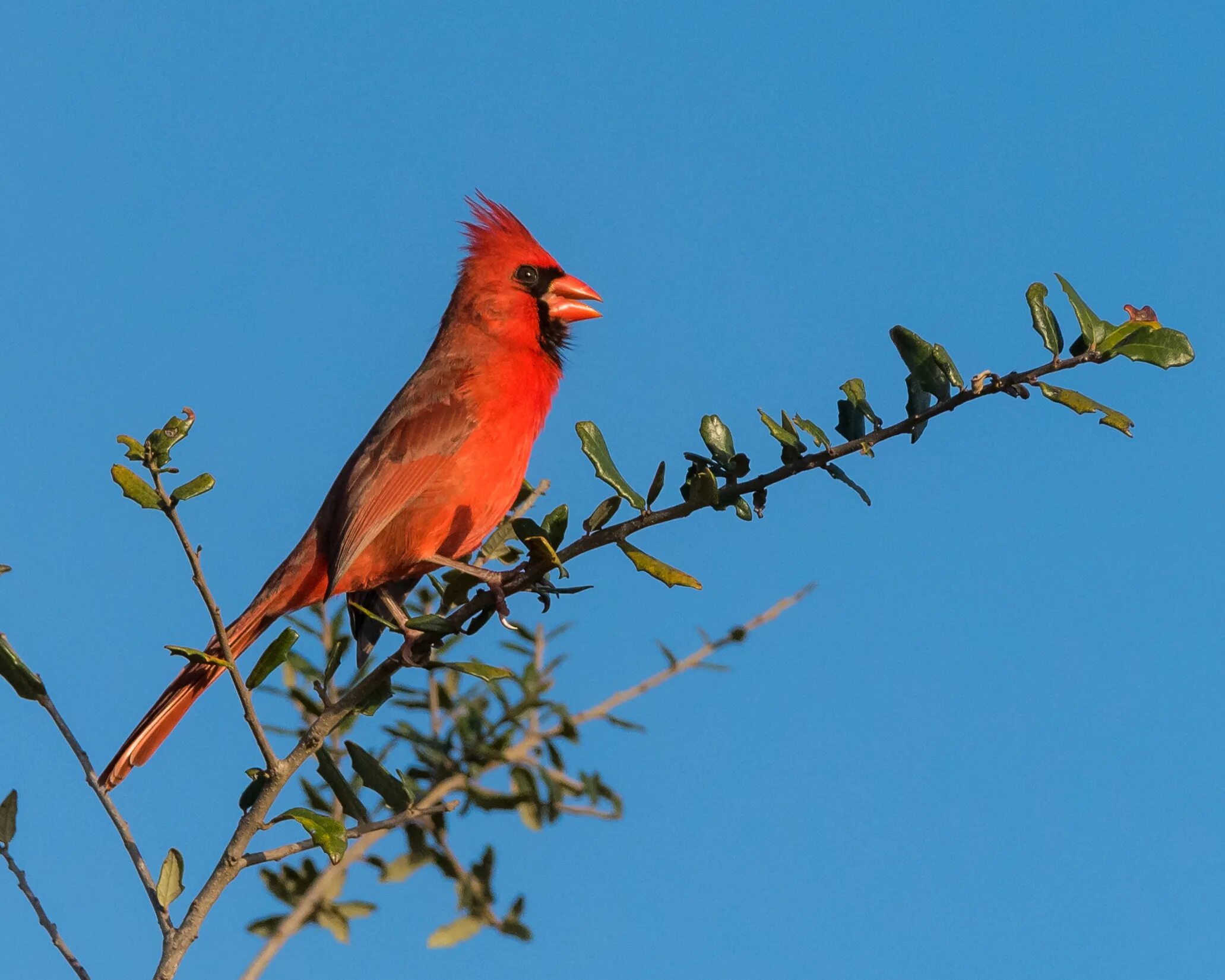 Птица с красным хохолком фото Wallpaper : birds, nature, red, outdoors, branch, wildlife, beak, Florida, finch