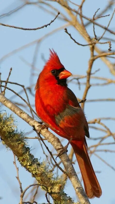 Птица с красным хохолком фото Beautiful Red Cardinals: Discover the Magic of These Colorful Birds