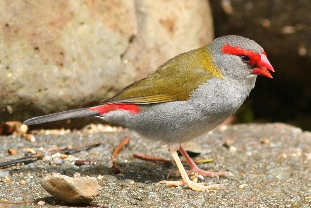 Птица с красным клювом фото File:Red-browed Finch.jpg - Wikipedia