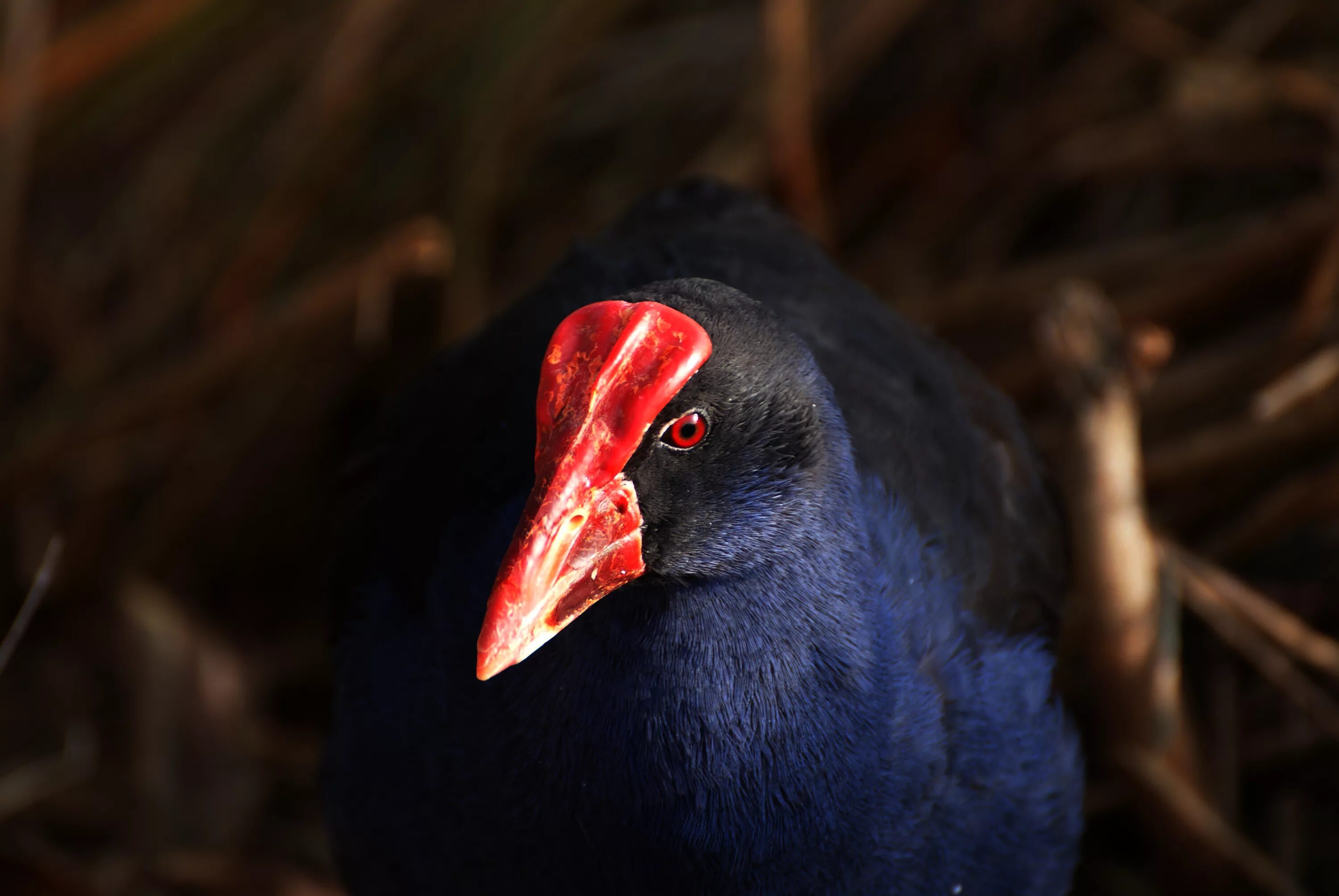 Птица с красным клювом фото Free Images : wildlife, red, beak, fauna, close up, vertebrate, newzealandbirds,