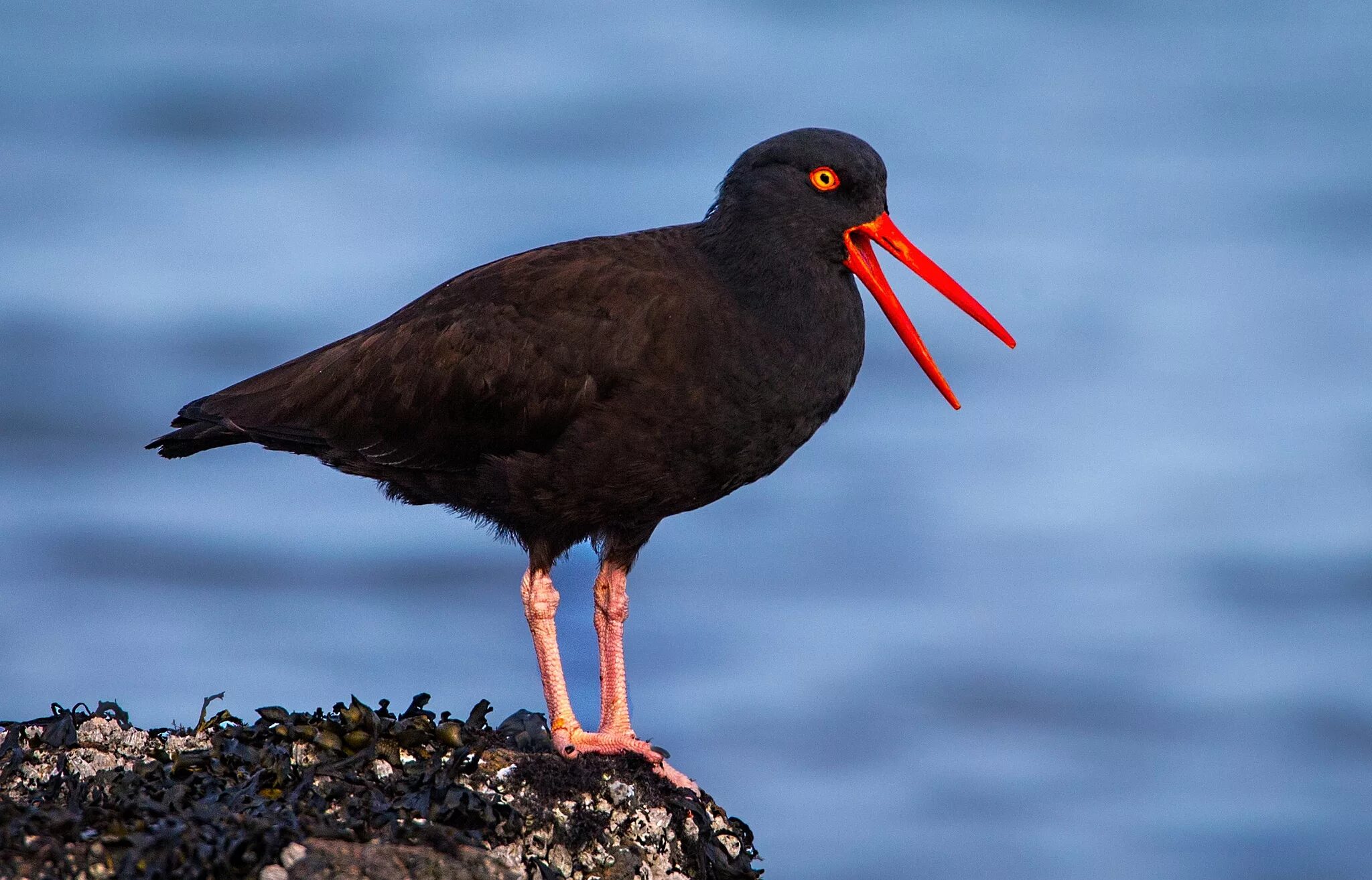 Free Images : wing, red, beak, black, fauna, close up, birds, vertebrate, explor