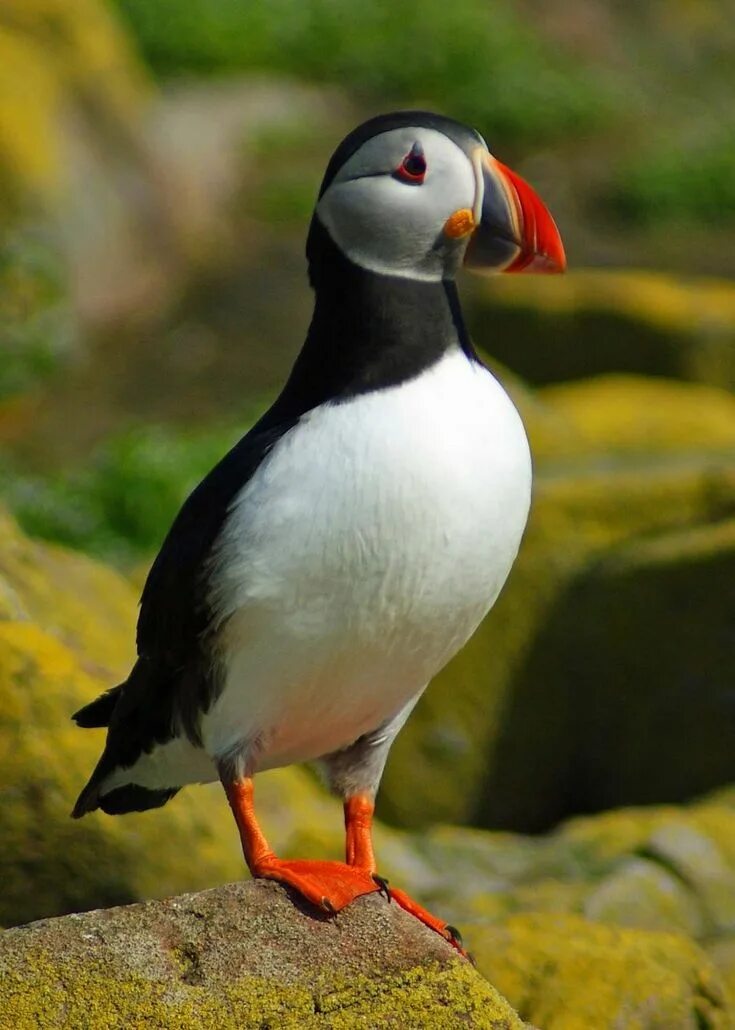 Птица с красным клювом фото 200+ Free Puffin+Bird & Puffin Images Puffins bird, Beautiful birds, Pet birds