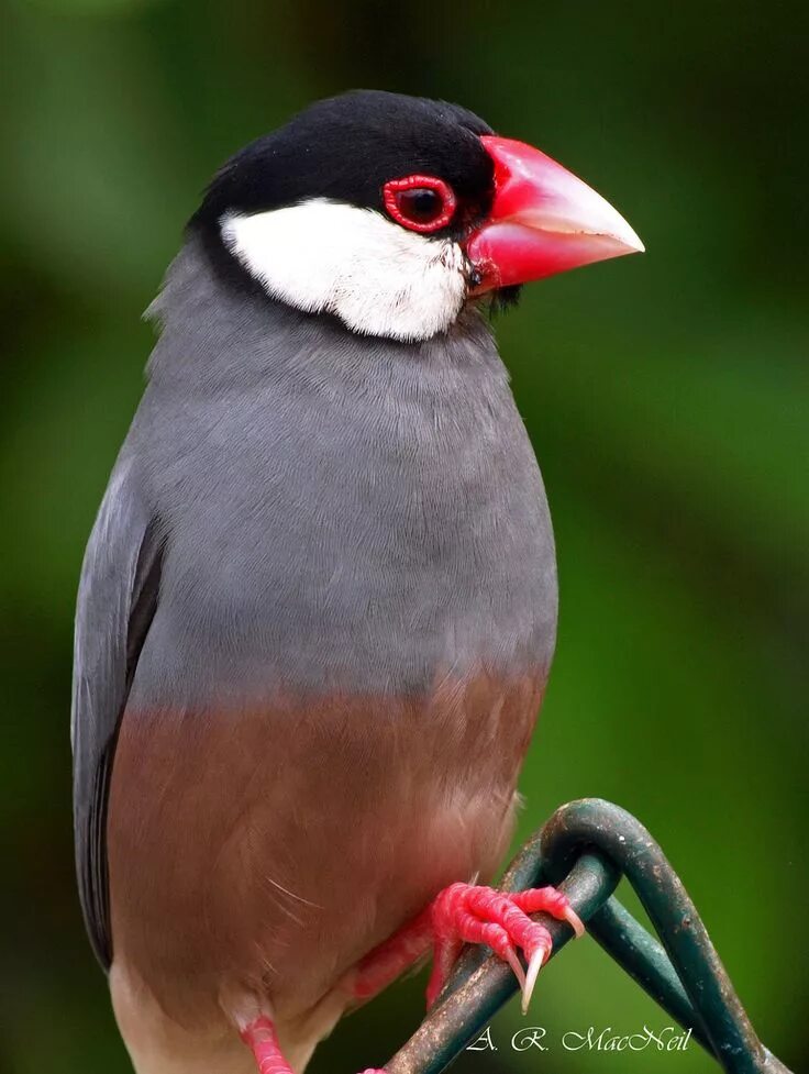 Птица с красным клювом фото java sparrow Fåglar, Padda