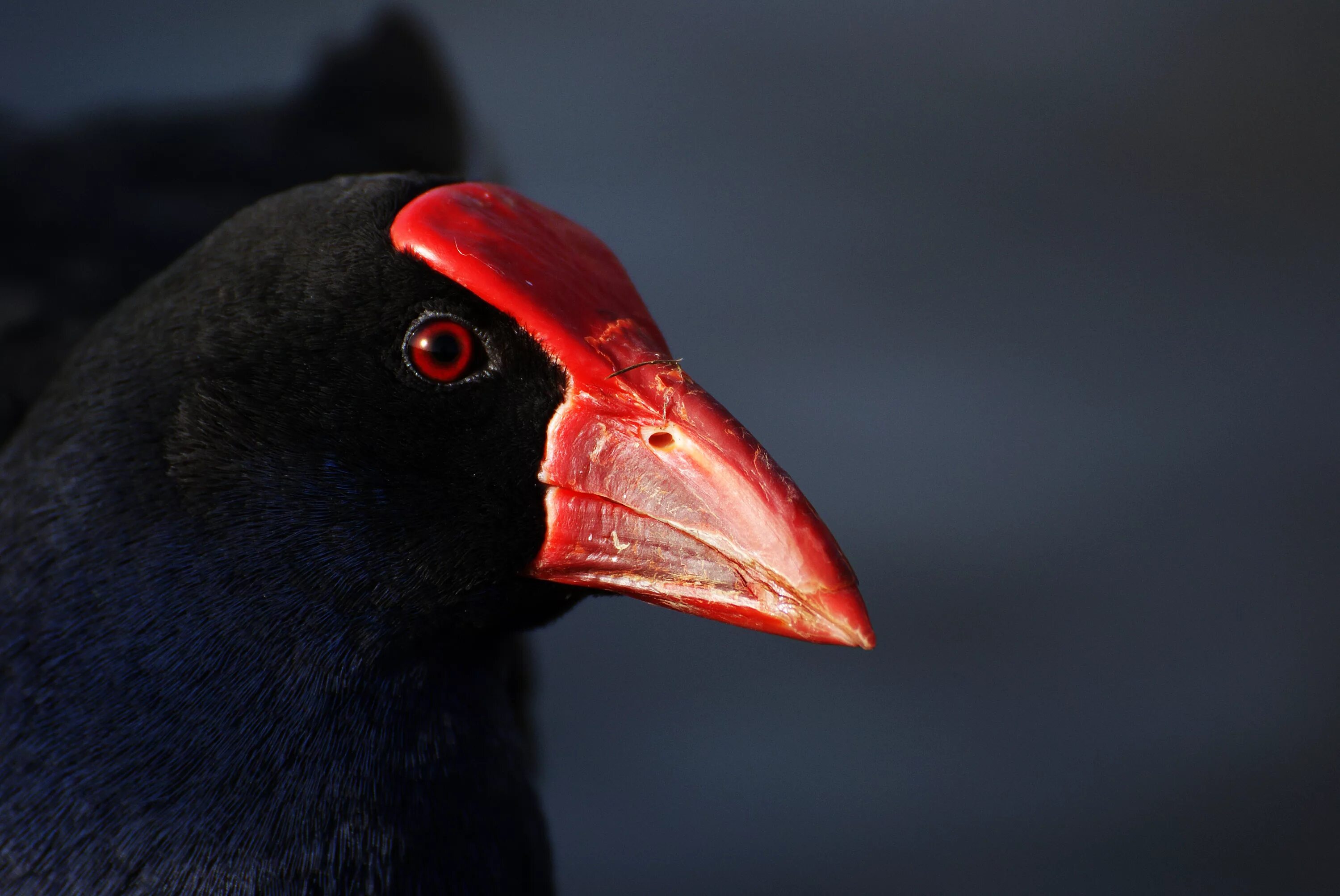 Птица с красным клювом фото Free Images : wing, red, beak, black, fauna, close up, birds, vertebrate, explor