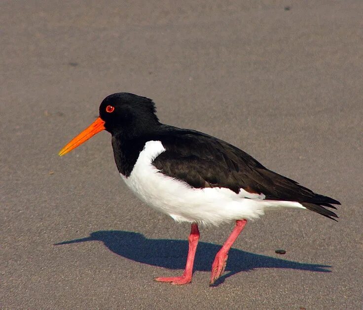 Птица с красным клювом фото Oystercatcher Vögel im garten, Austern, Muschelarten