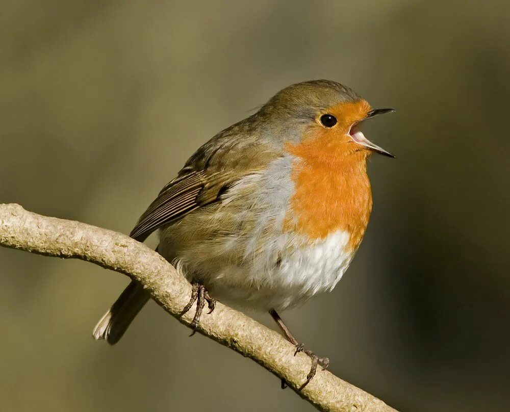 Птица с оранжевой грудкой фото https://www.google.com.br/blank.html European robin, Animals, Colorful birds