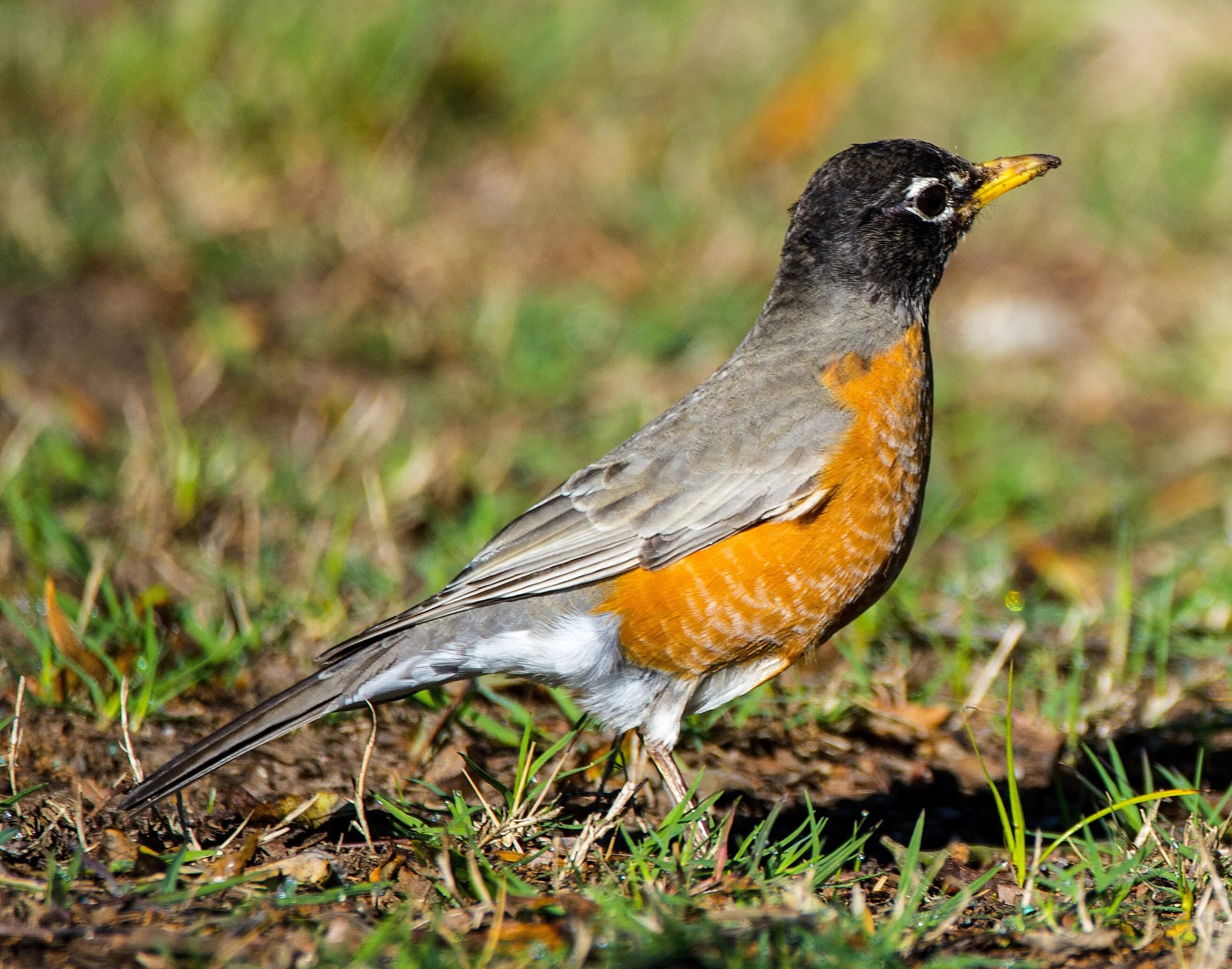 Птица с оранжевой грудкой фото Wild bird in spring free image download