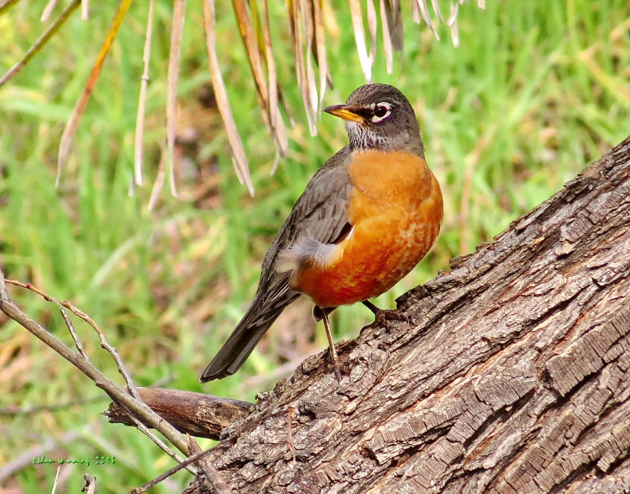 Птица с оранжевой грудкой фото American Robin on Downed Sycamore Tree the Internet Bird Collection (With images