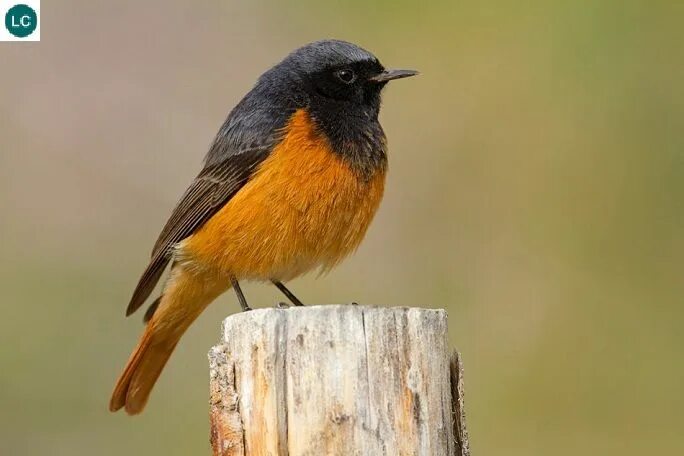 Птица с оранжевой грудкой фото Chích chòe đen đuôi đỏ Âu&Á Black redstart (Phoenicurus ochruros)(Muscicapidae) 