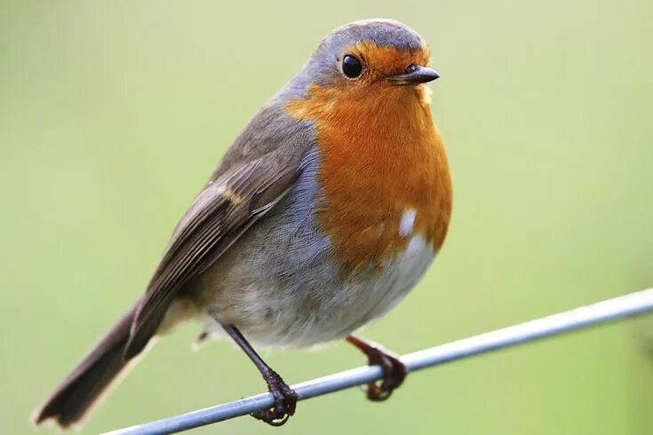 Птица с оранжевой грудкой фото British Birds - The Robin Robin bird, Red robin bird, Bird