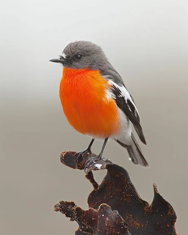 Птица с оранжевой грудкой фото File:Flame Robin, Eaglehawk Neck..jpg - Wikipedia