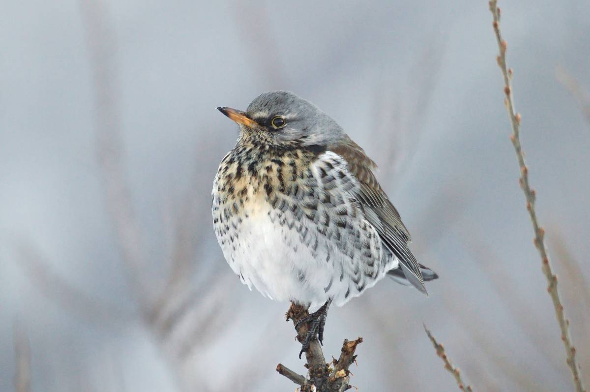 Птица с пятнистой грудкой фото Fieldfare (Turdus pilaris). Birds of Siberia.