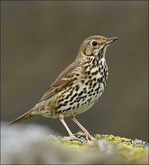 Птица с пятнистой грудкой фото Épinglé sur Songbirds