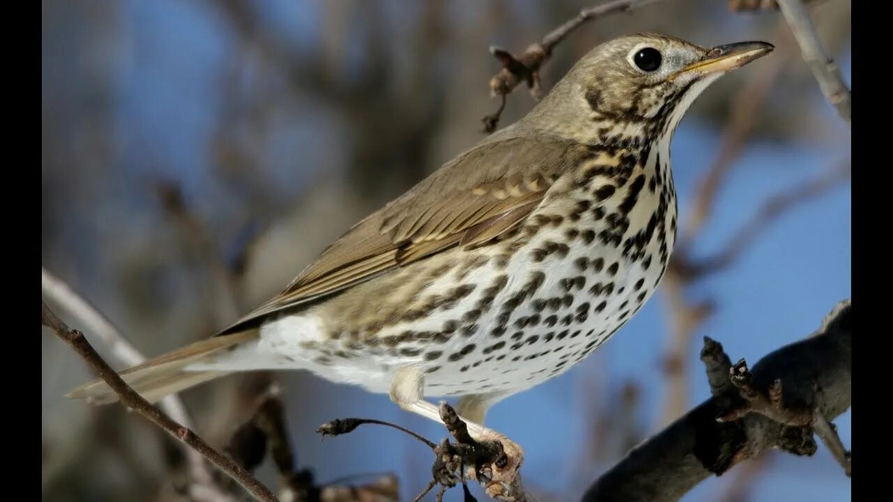 Птица с пятнистой грудкой фото Κελάηδημα Τσίχλας - Turdus philomelos song - YouTube