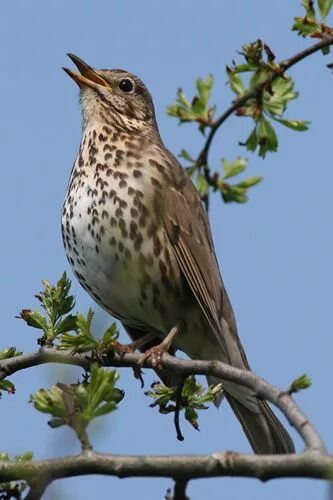 Птица с пятнистой грудкой фото Pin by Natalia Wu on birds Song thrush, Beautiful birds, Bird garden