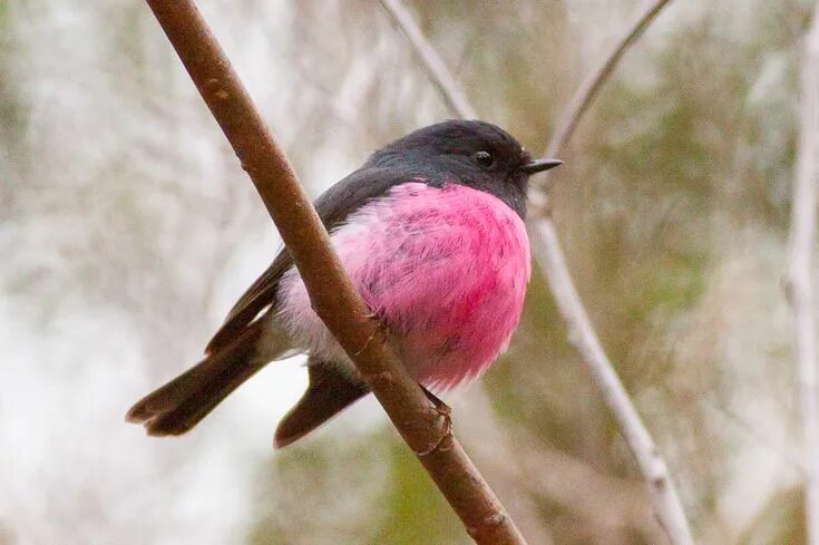 Птица с розовой грудкой фото Pink Robin (Petroica rodinogaster) Names of birds, Beautiful birds, Most beautif