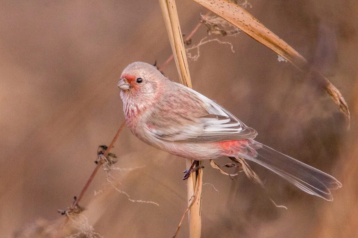 Птица с розовой грудкой фото Long-tailed Rosefinch (Uragus sibiricus). Birds of Siberia.