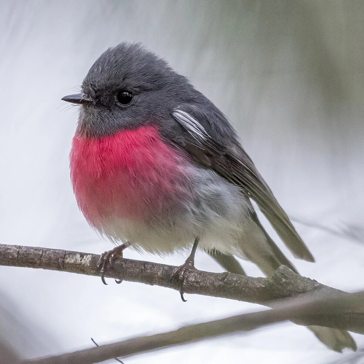 Птица с розовой грудкой фото Файл:Male Rose Robin.jpg - Википедия