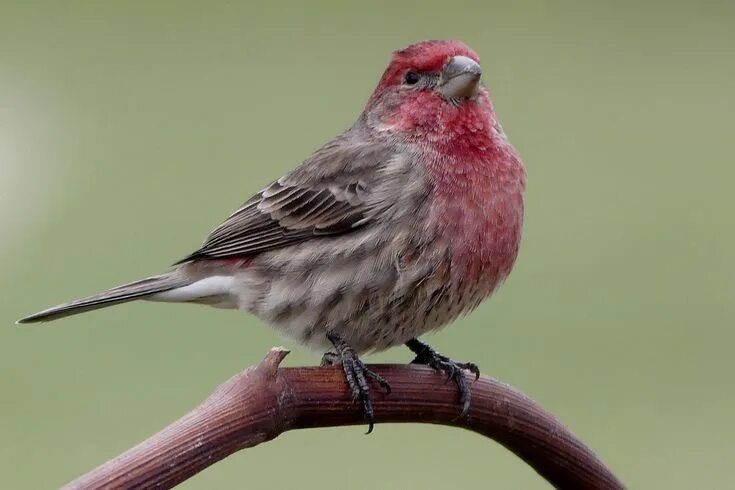 Птица с розовой грудкой фото Male Purple finch Red birds, Bird identification, Birds