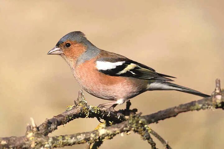 Long-tailed Rosefinch (Uragus sibiricus). Birds of Siberia.