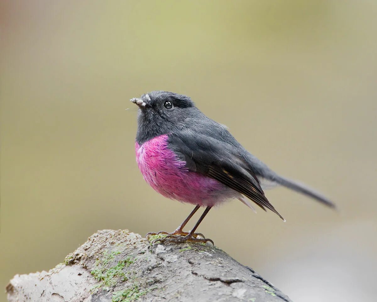 Птица с розовой грудкой фото Файл:Petroica rodinogaster.jpg - Википедия