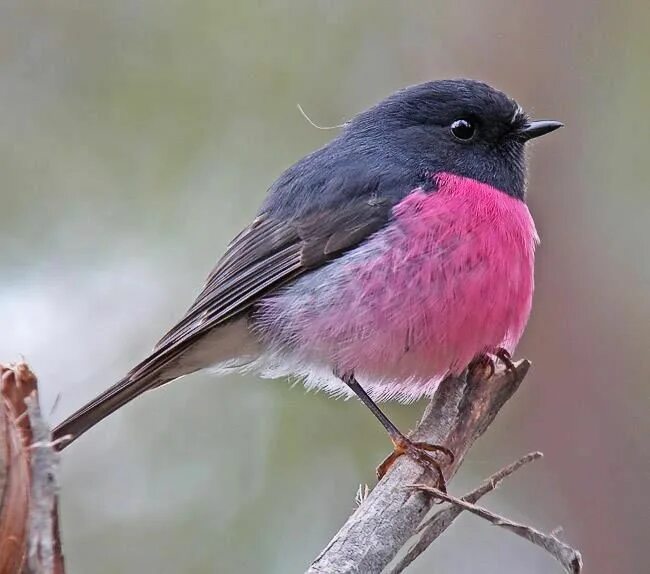 Птица с розовой грудкой фото Pin on Birds