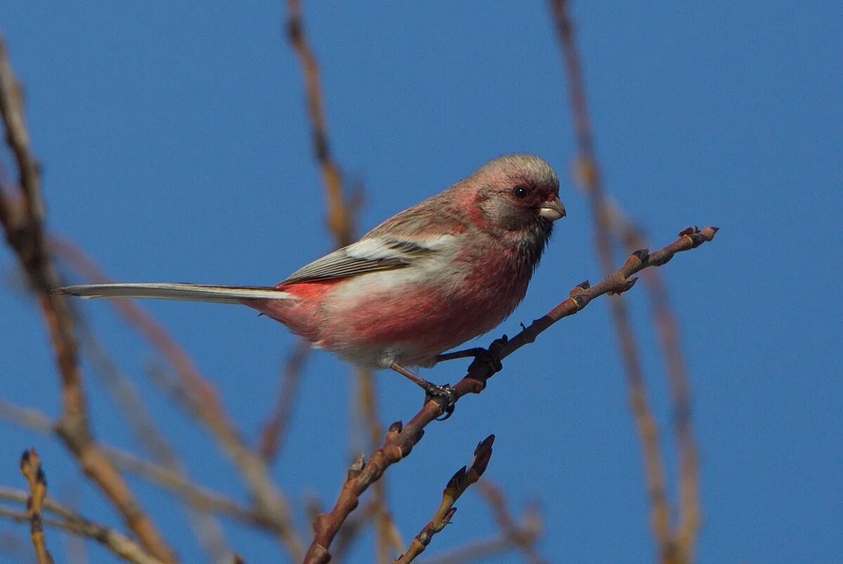 Птица с розовой грудкой фото Long-tailed Rosefinch (Uragus sibiricus). Birds of Siberia.