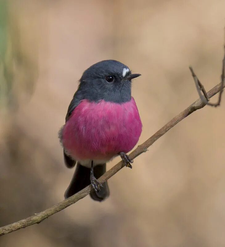 Птица с розовой грудкой фото pink robin a small passerine bird native to southeastern Australia. Its natural 