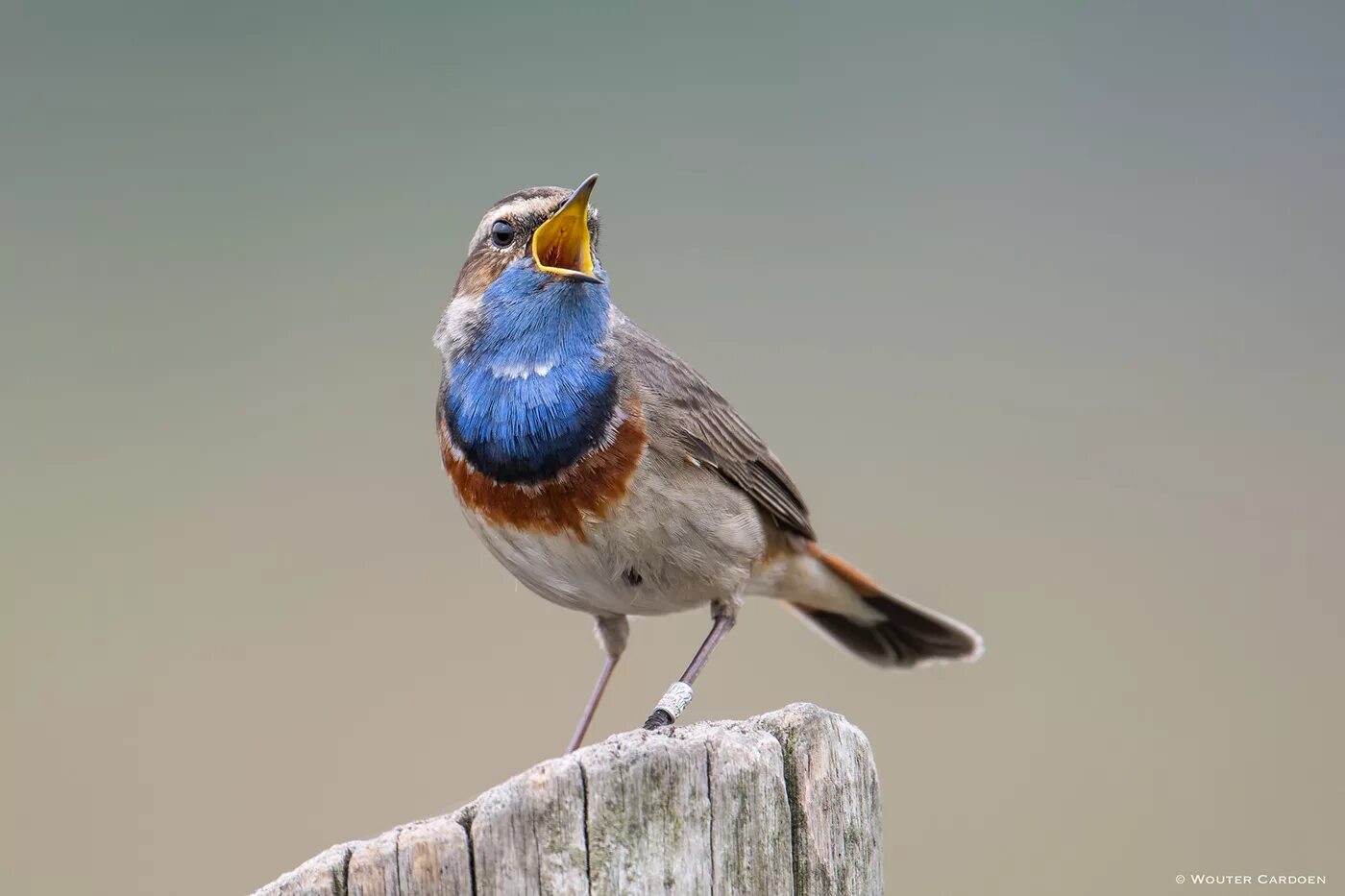 Птица с синей грудкой фото и название Bluethroat - Blauwborst - Luscinia svecica (2) Images :: Behance