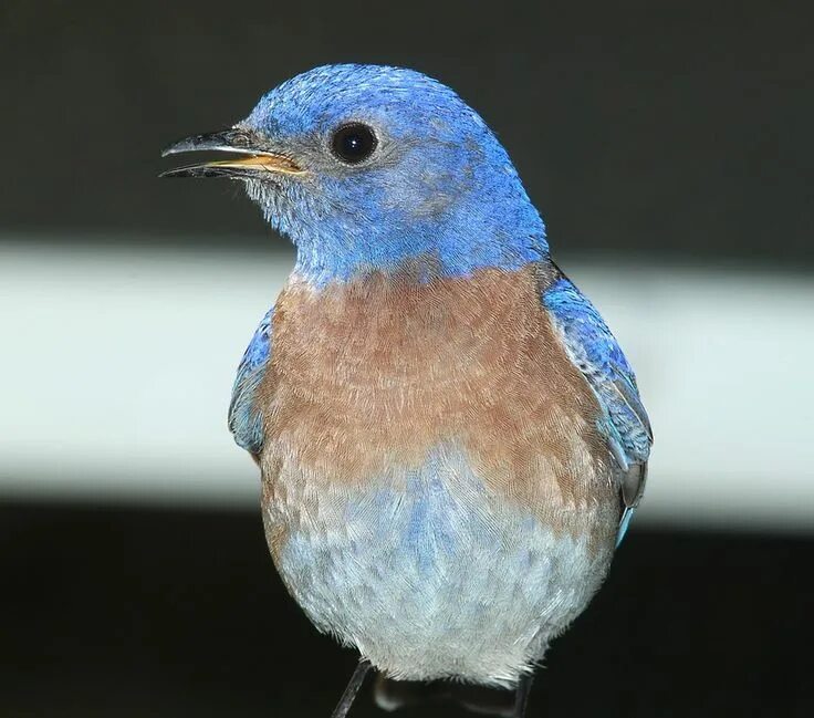 Птица с синей грудкой фото и название 10+ Free Western+Bluebird & Bluebird Images Blue bird, Bird coasters, Bird blank