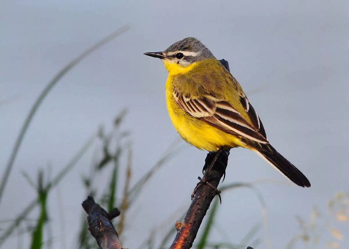 Птица с желтой грудкой фото Yellow Wagtail (Motacilla flava). Birds of Siberia.