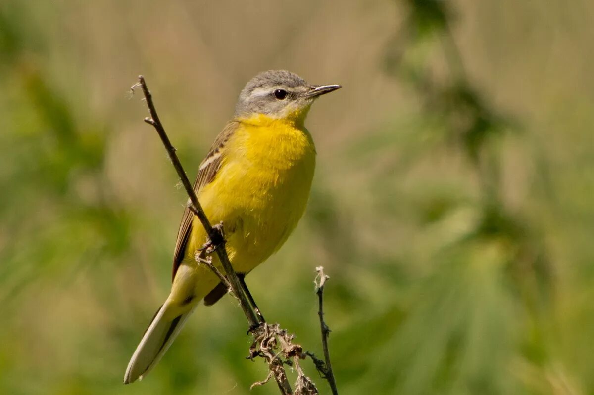 Птица с желтой грудкой фото Yellow Wagtail (Motacilla flava). Birds of Siberia.