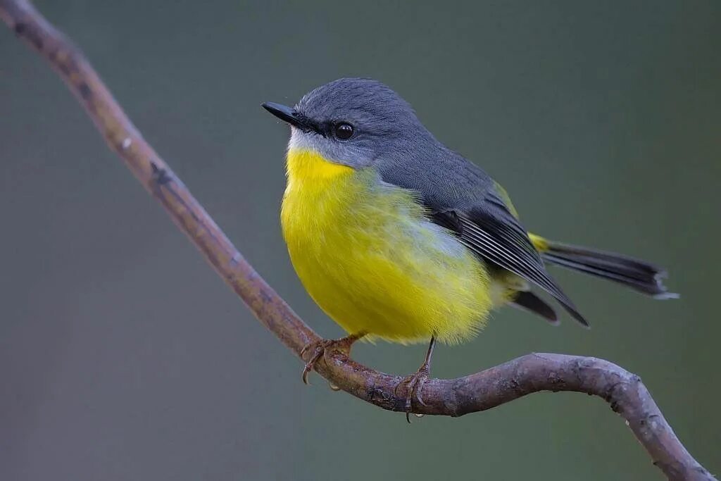 Птица с желтой грудкой фото White Starred Robin (Pogonocichla stellata) Africa Fotografias de aves, Belas cr