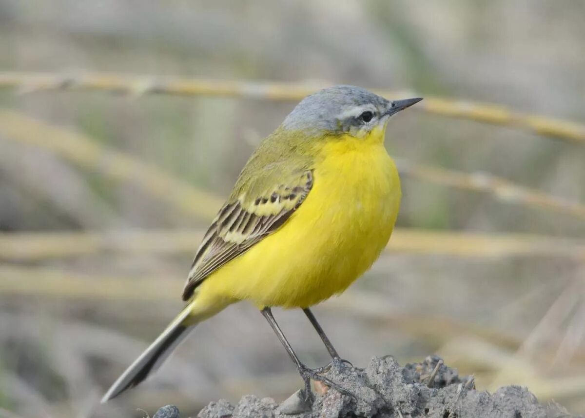 Птица с желтой грудкой фото Yellow Wagtail (Motacilla flava). Birds of Siberia.