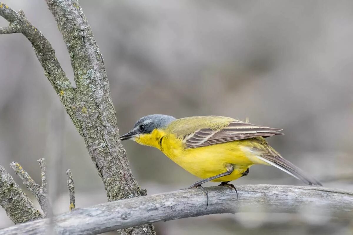 Птица с желтой грудкой фото Eastern Yellow Wagtail (Motacilla tschutschensis). Birds of Siberia.