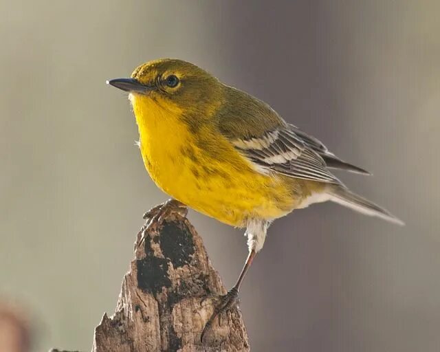 Птица с желтой грудкой фото Pine Warbler Bird - Free photo on Pixabay Bird, Backyard birds, Different birds