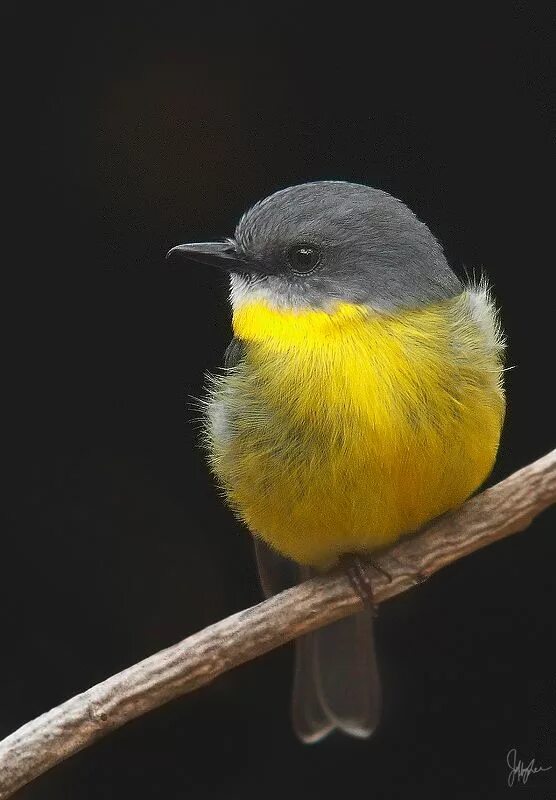 Птица с желтой грудкой фото Eastern yellow Robin: Photo by Photographer Jeffrey Lee Pet birds, Beautiful bir