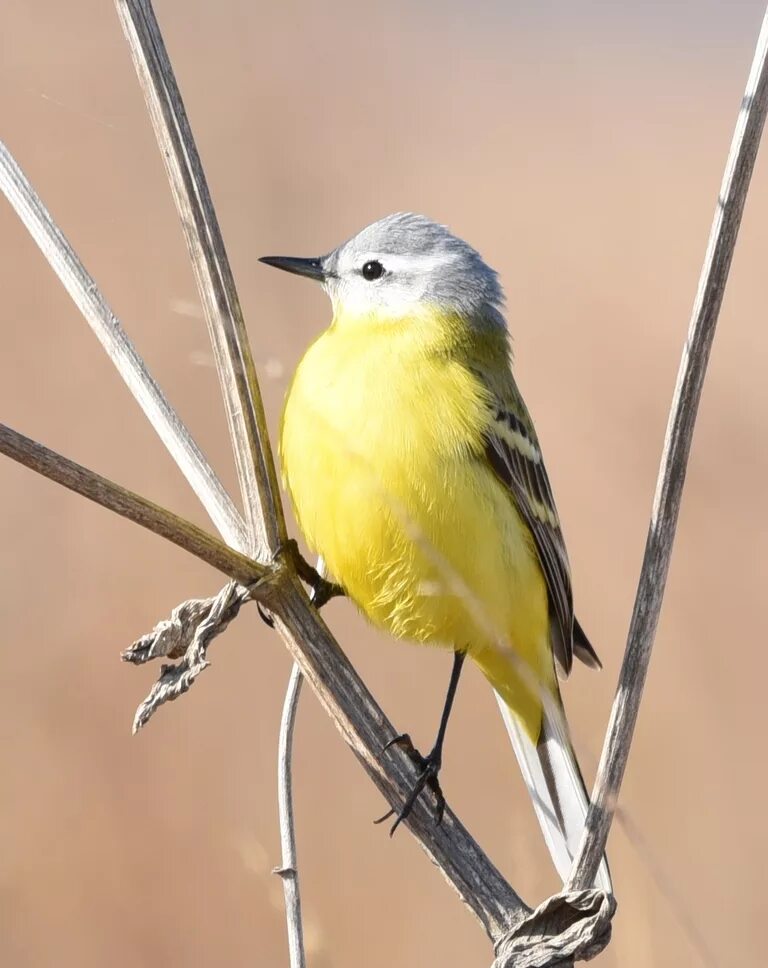 Птица с желтым брюшком как называется фото Yellow Wagtail (Motacilla flava). Birds of Siberia.