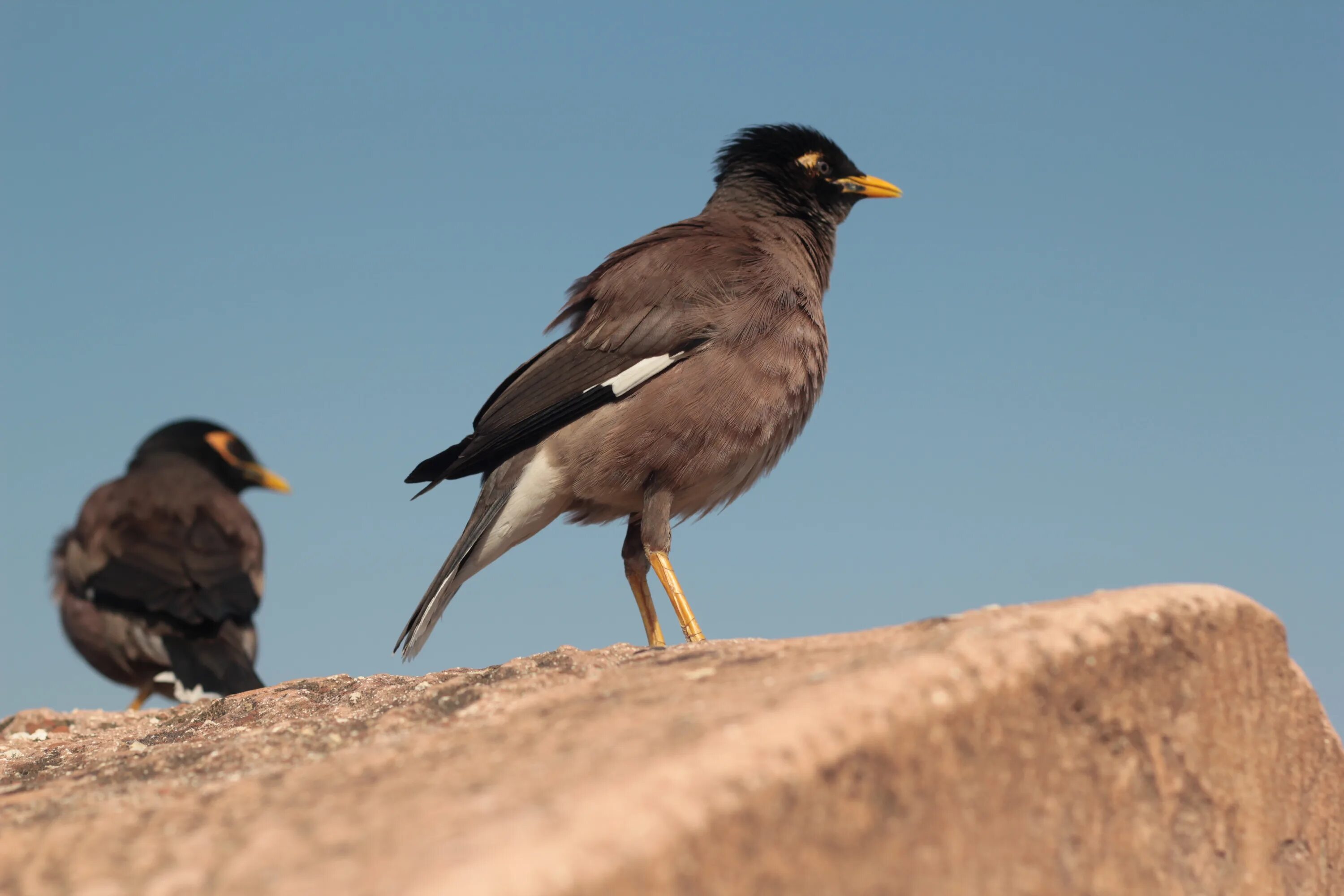 Птица с желтым клювом фото Myna Bird Yellow Beak free image download